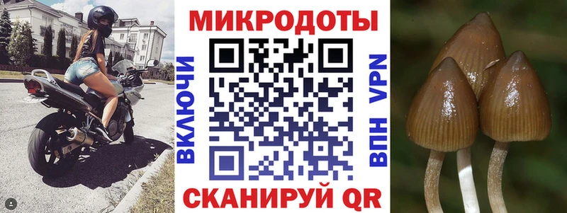 Псилоцибиновые грибы Cubensis  Пласт 